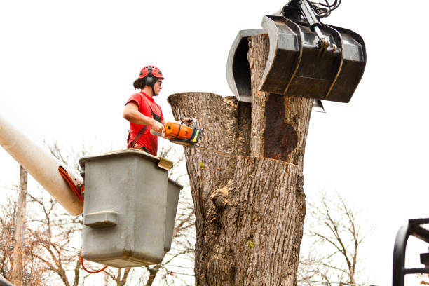 Best Root Management and Removal  in Lauderdale, MN